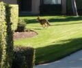 Coyote Sightings in Complex